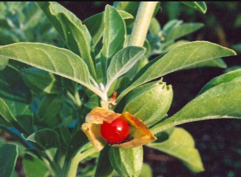 Ashwagandha
