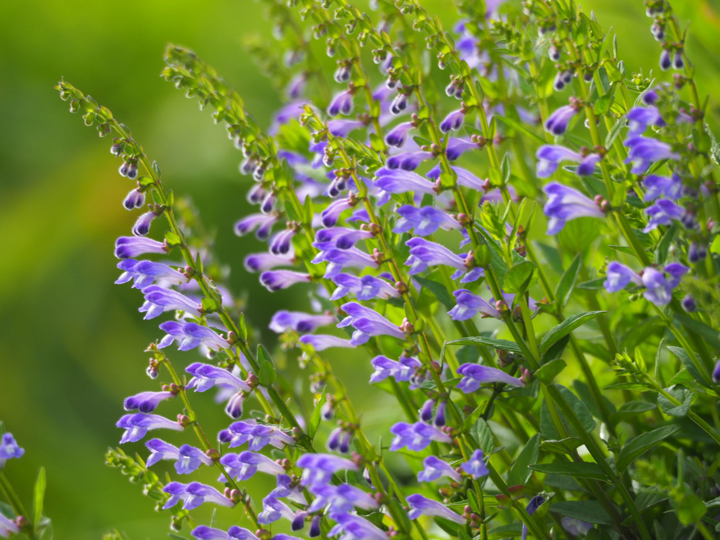 Skullcap