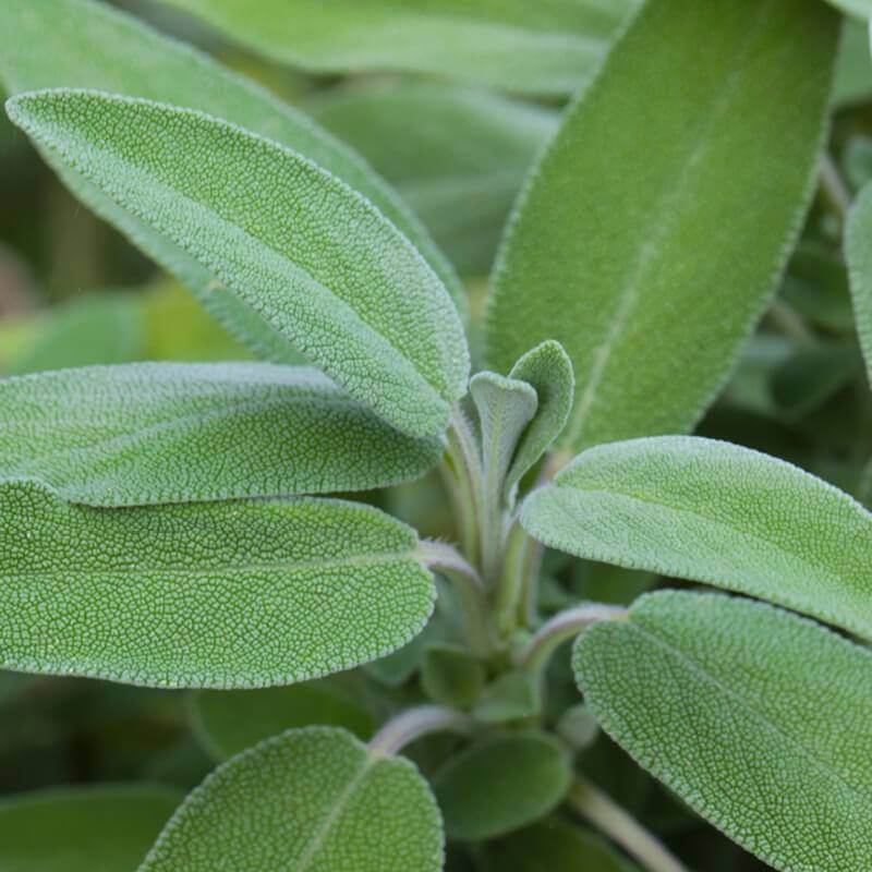 Hoja de salvia