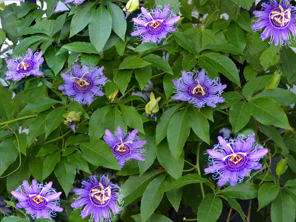 Passion Flower