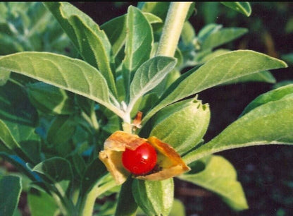 Ashwagandha
